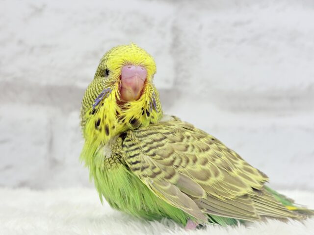 ジャンボセキセイインコ