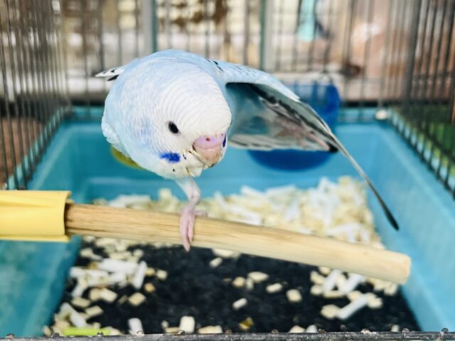 セキセイインコ
