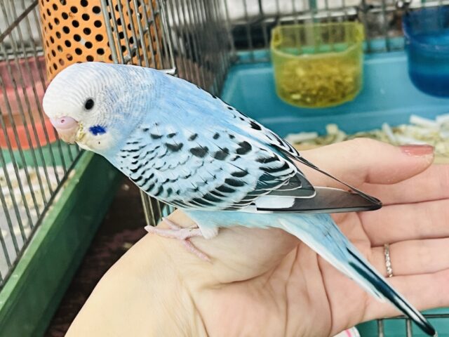 セキセイインコ