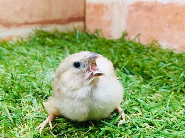 錦花鳥（キンカチョウ）