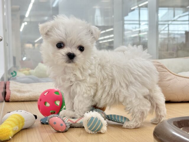 チワマル（マルチワ）