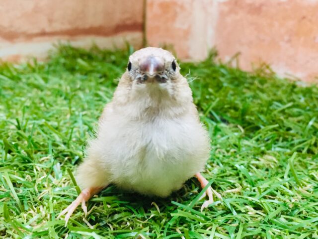 錦花鳥（キンカチョウ）