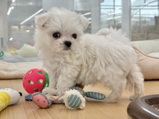 チワマル（マルチワ）