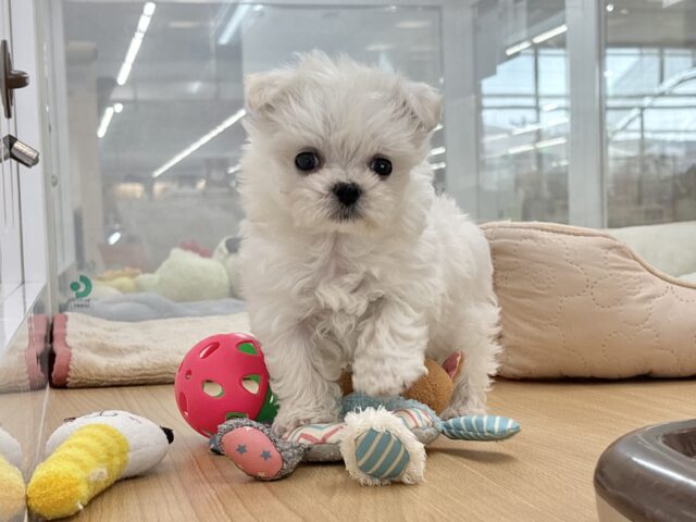 チワマル（マルチワ）