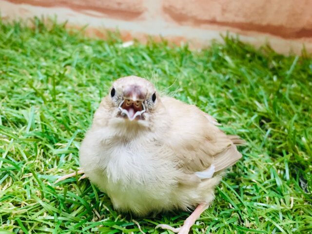 錦花鳥（キンカチョウ）