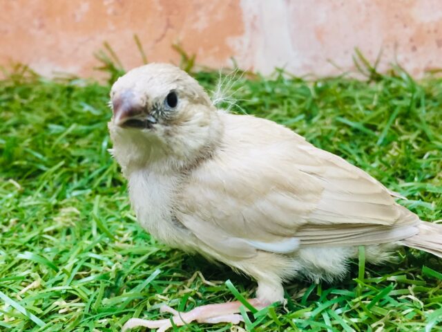 錦花鳥（キンカチョウ）