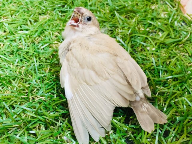 錦花鳥（キンカチョウ）