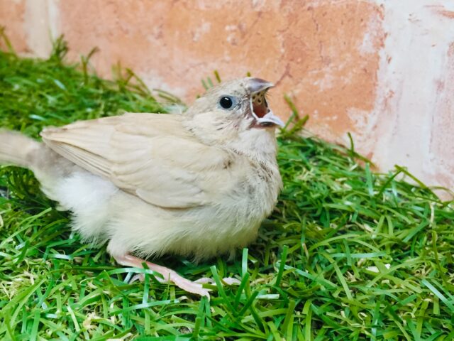 錦花鳥（キンカチョウ）