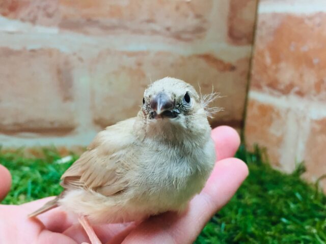 錦花鳥（キンカチョウ）