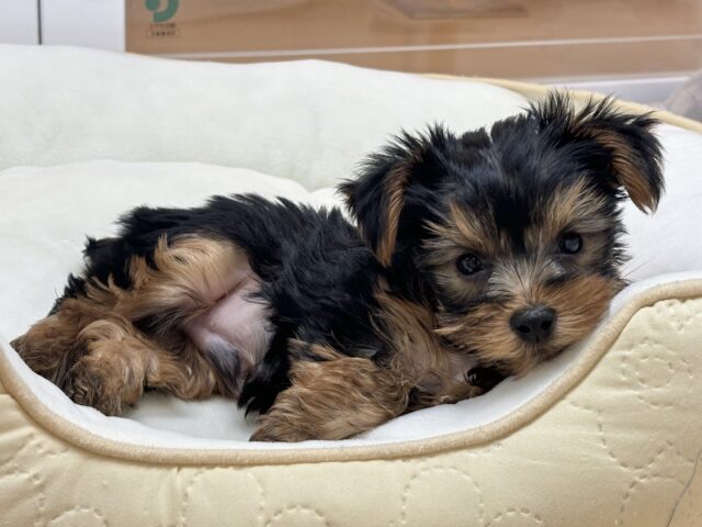 ヨークシャテリア