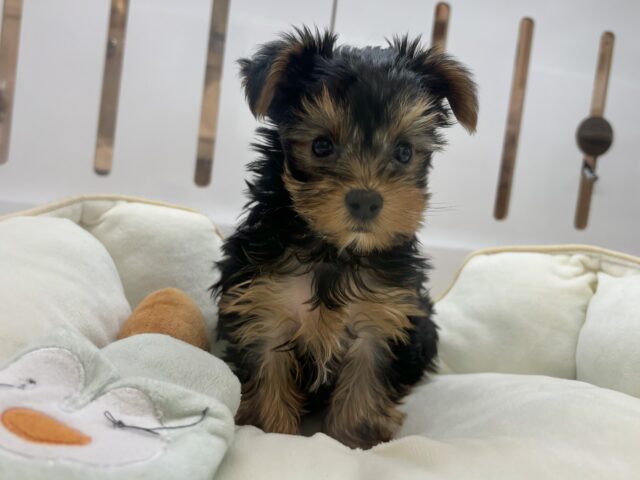 ヨークシャテリア