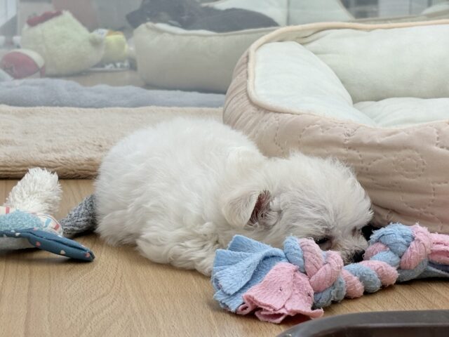 チワマル（マルチワ）