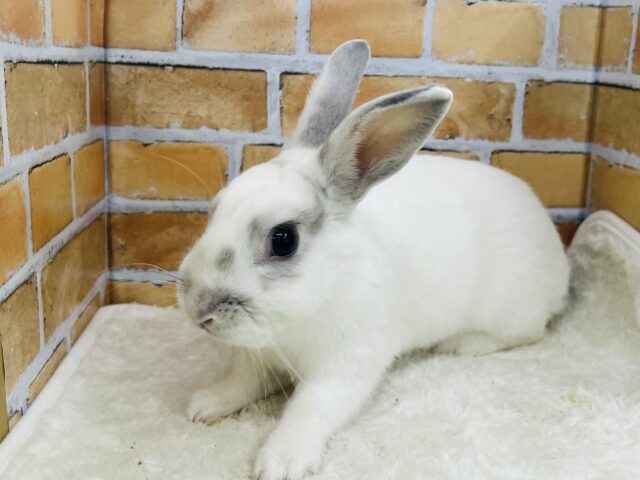 ミニウサギ