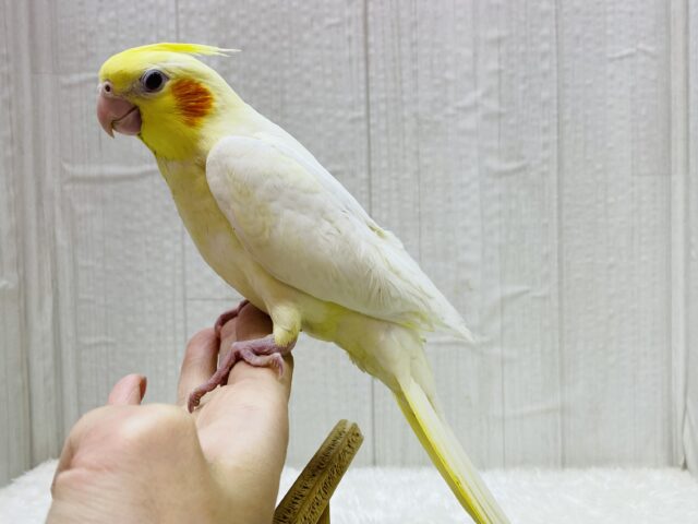 オカメインコ