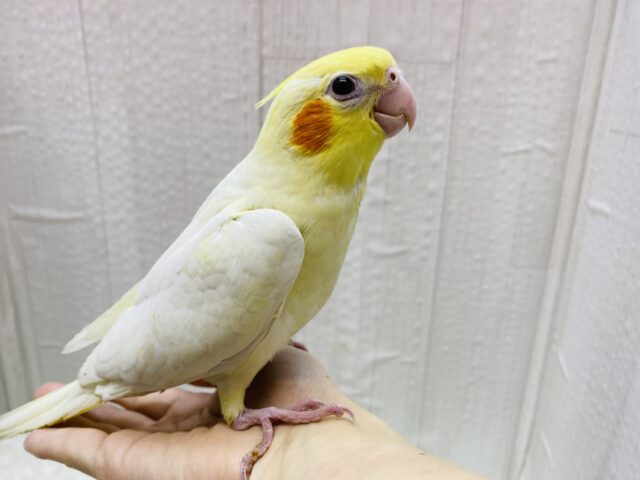 オカメインコ