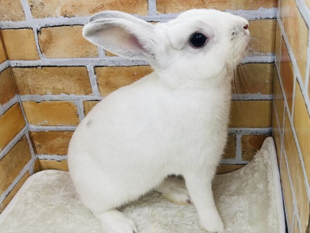 ミニウサギ