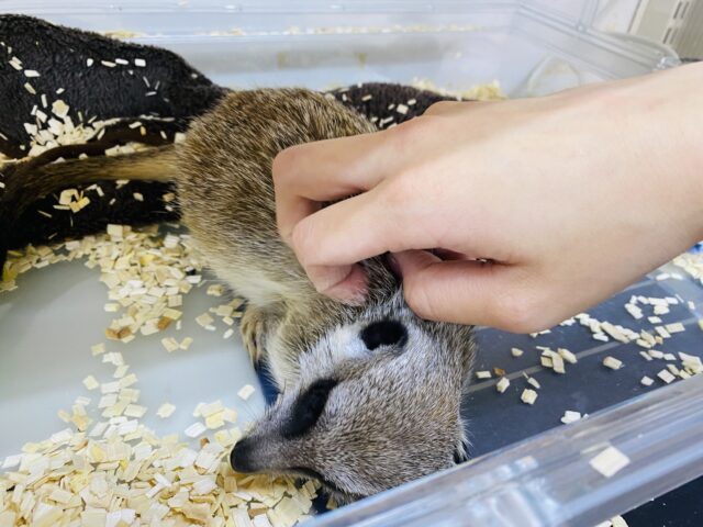 ミーアキャット