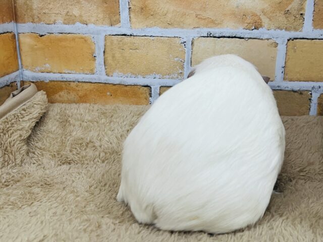 プヒ♡小豚さんみたいな垂れ耳モルちゃん♡ ロシアンクレステッドモルモット