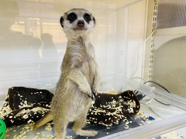 ミーアキャット