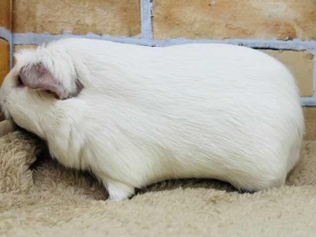 ロシアンクレステッドモルモット