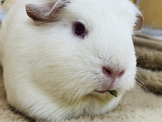 プヒ♡小豚さんみたいな垂れ耳モルちゃん♡ ロシアンクレステッドモルモット
