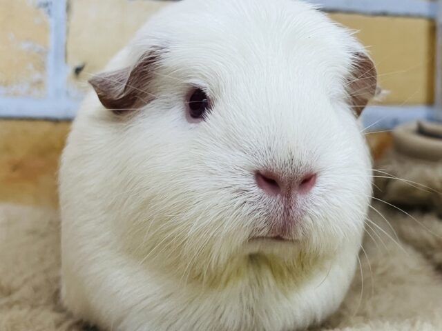 プヒ♡小豚さんみたいな垂れ耳モルちゃん♡ ロシアンクレステッドモルモット