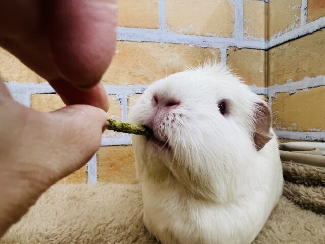 プヒ♡小豚さんみたいな垂れ耳モルちゃん♡ ロシアンクレステッドモルモット