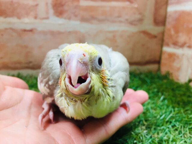 オカメインコ