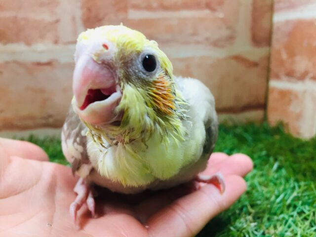 オカメインコ
