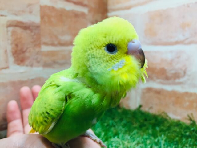 💚💚💚セキセイインコ(スパングル)💚💚💚 セキセイインコ