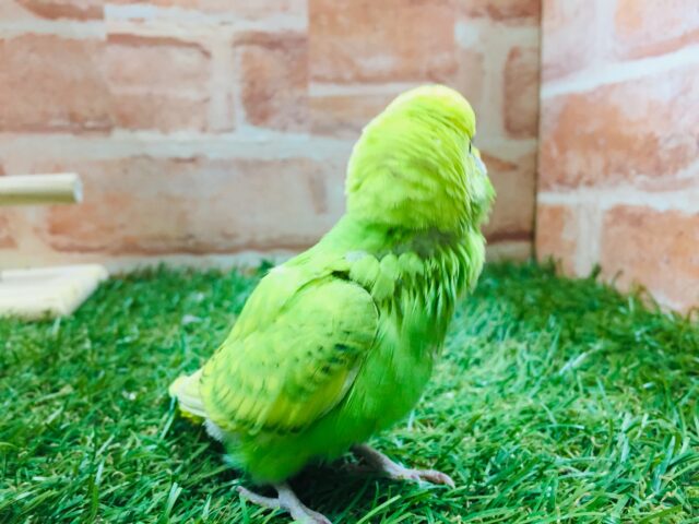 💚💚💚セキセイインコ(スパングル)💚💚💚 セキセイインコ