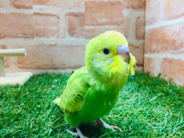 💚💚💚セキセイインコ(スパングル)💚💚💚 セキセイインコ