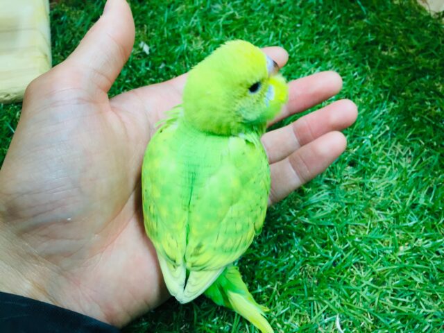 💚💚💚セキセイインコ(スパングル)💚💚💚 セキセイインコ