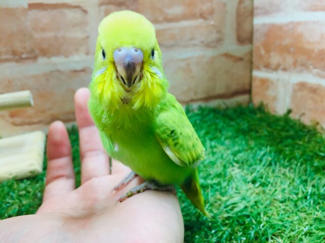 💚💚💚セキセイインコ(スパングル)💚💚💚 セキセイインコ