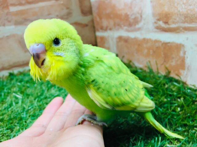 💚💚💚セキセイインコ(スパングル)💚💚💚 セキセイインコ