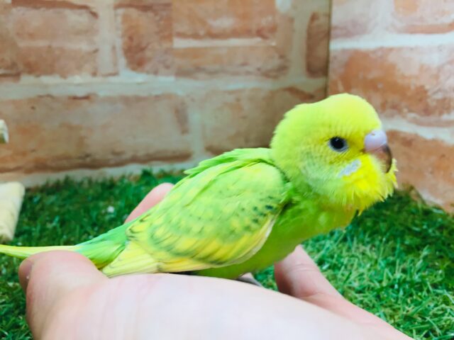 💚💚💚セキセイインコ(スパングル)💚💚💚 セキセイインコ