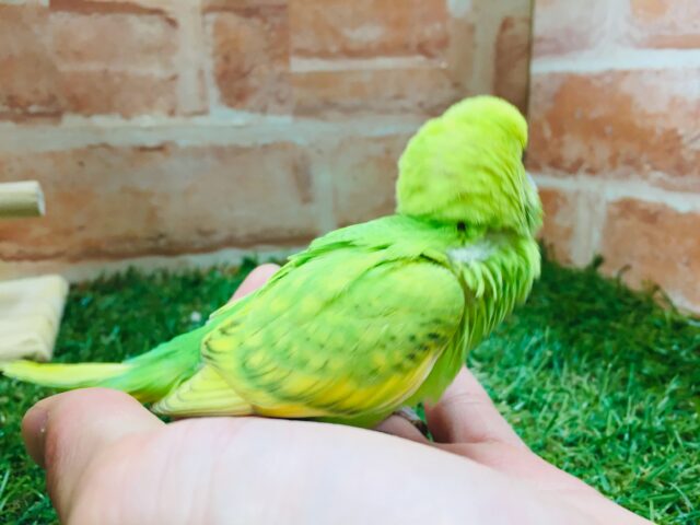💚💚💚セキセイインコ(スパングル)💚💚💚 セキセイインコ