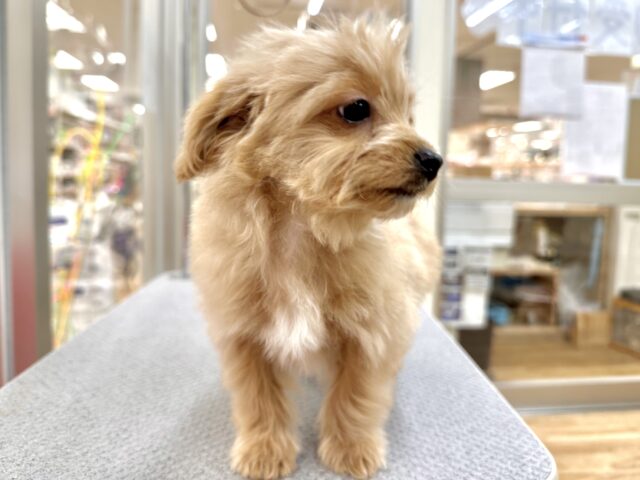 おっとり🧸🌙チワプーくん チワプー