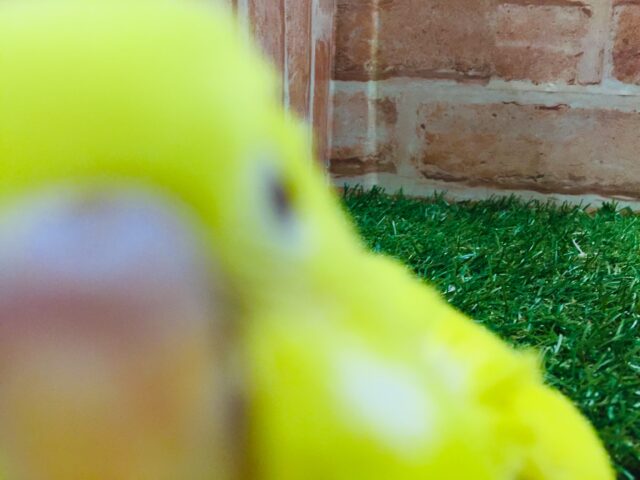 ひよこちゃんアイドル登場🔥🐤🐣 セキセイインコ(ルチノー) セキセイインコ