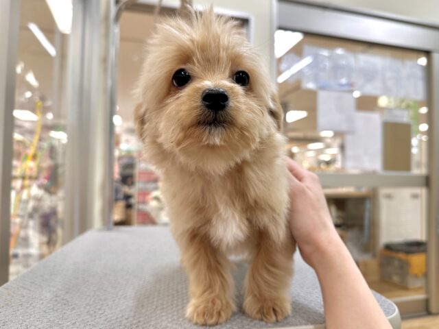 おっとり🧸🌙チワプーくん チワプー