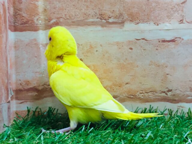 ひよこちゃんアイドル登場🔥🐤🐣 セキセイインコ(ルチノー) セキセイインコ