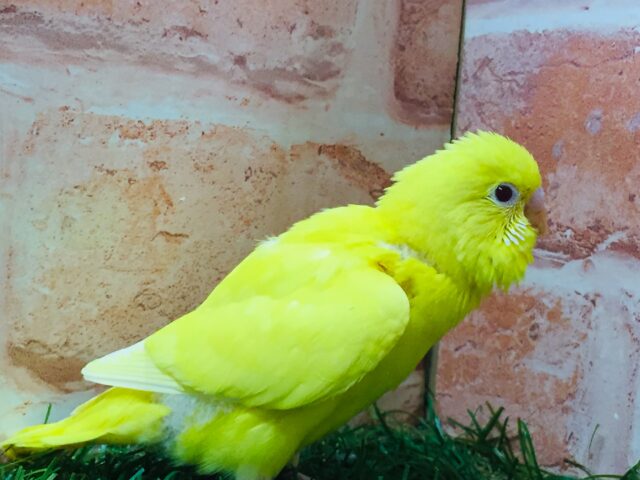 ひよこちゃんアイドル登場🔥🐤🐣 セキセイインコ(ルチノー) セキセイインコ