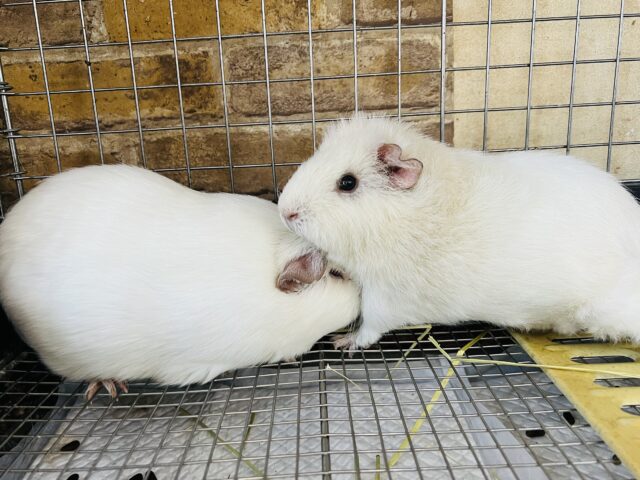 プヒ♡小豚さんみたいな垂れ耳モルちゃん♡ ロシアンクレステッドモルモット