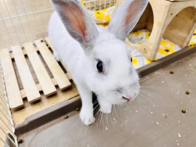 ミニウサギ