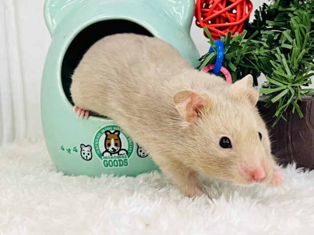 ゴールデンハムスター
