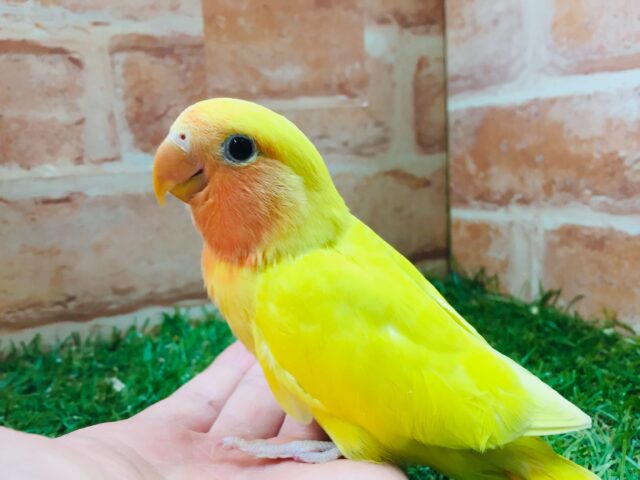 優しい黄色のコザクラインコ💚💛(ゴールデン系) コザクラインコ(小桜インコ)
