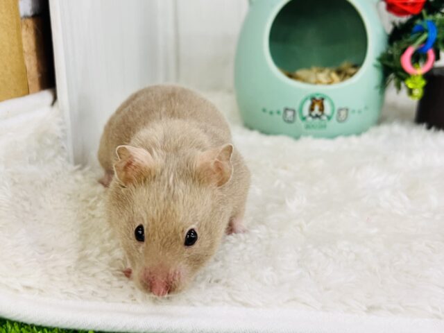 ゴールデンハムスター