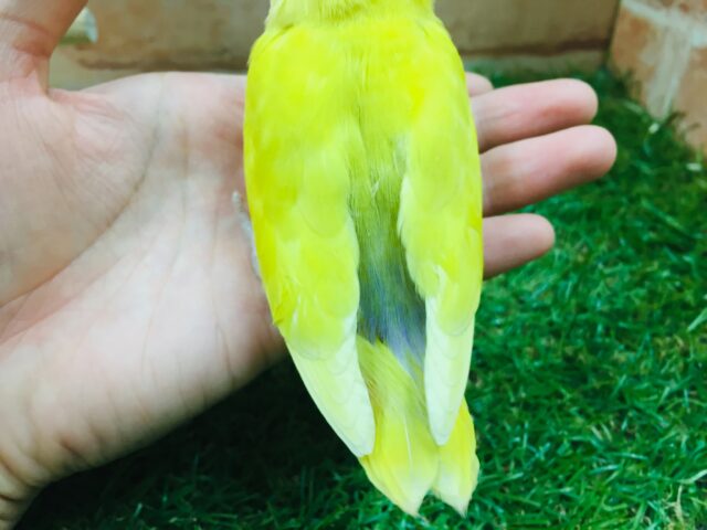 優しい黄色のコザクラインコ💚💛(ゴールデン系) コザクラインコ(小桜インコ)