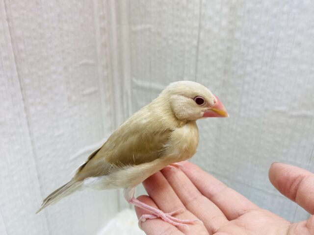 シナモン文鳥