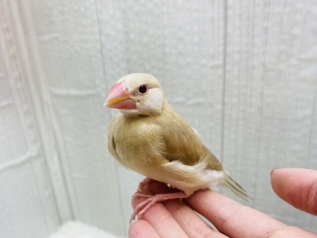 シナモン文鳥